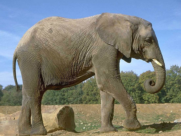 Fil turistə hücum edb – VİDEO