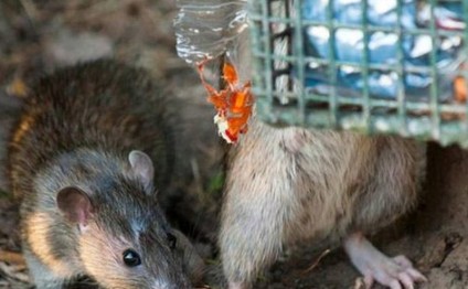 Siçovullar ölümcül xəstəliklər yayırlar