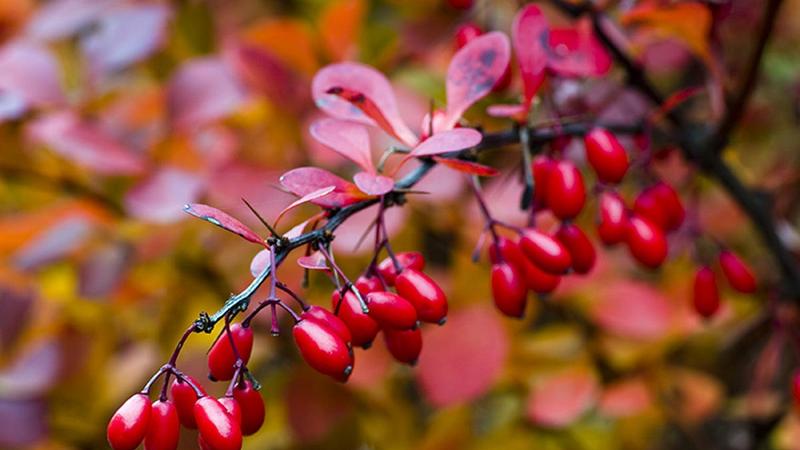 Şəkərli diabet xəstələrinə məsləhətli giləmeyvə