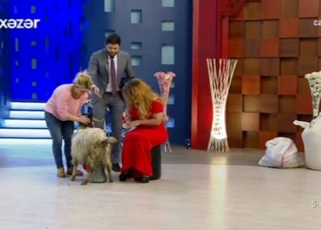 Zaurun verilişində BU DA OLDU:
