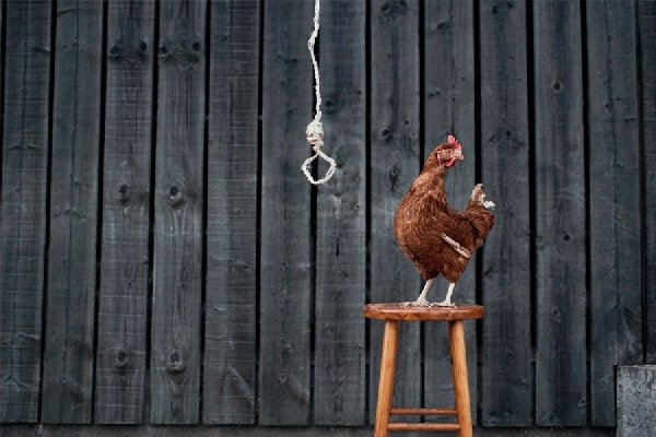 Heyvanlar intihar edirmi? - Elm aləmini çarəsiz qoyan sual -FOTOLAR