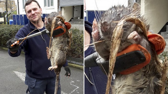 Londonda uşaq meydançasında tapılan nəhəng “bədheybət siçovul”