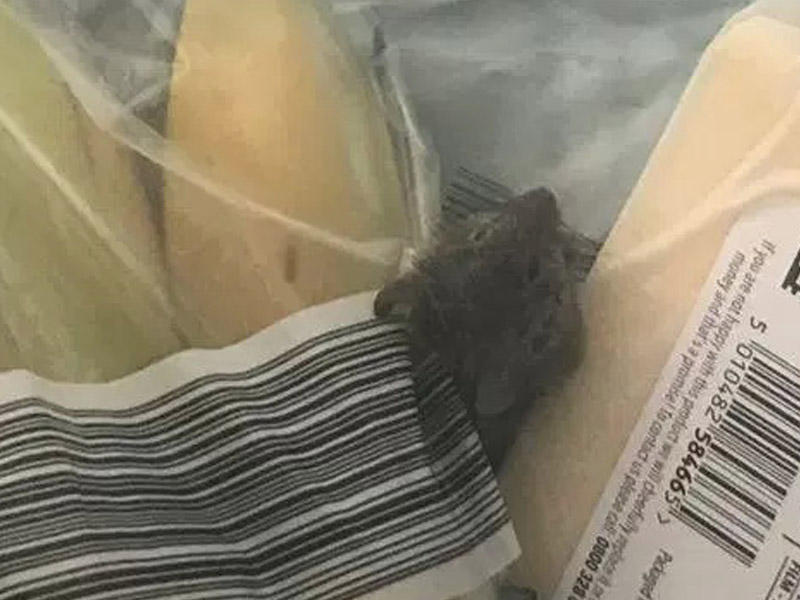 Mağazadan gətirilən sifarişin içindən siçan ölüsü çıxdı - FOTO