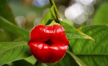 Dünyanın ən qəribə çiçəkləri - FOTOLAR