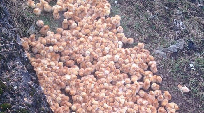 Britaniyada birgünlük cücələr ölümə tərk edilib