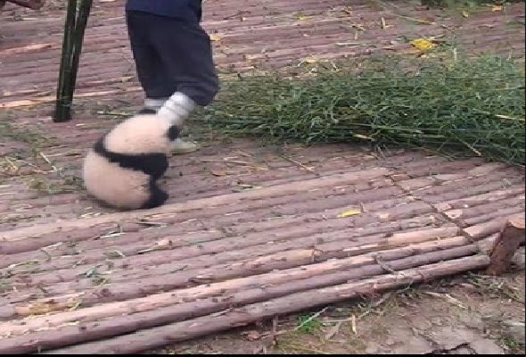 “Yapışqan panda” ilə video interneti partlatdı – VİDEO