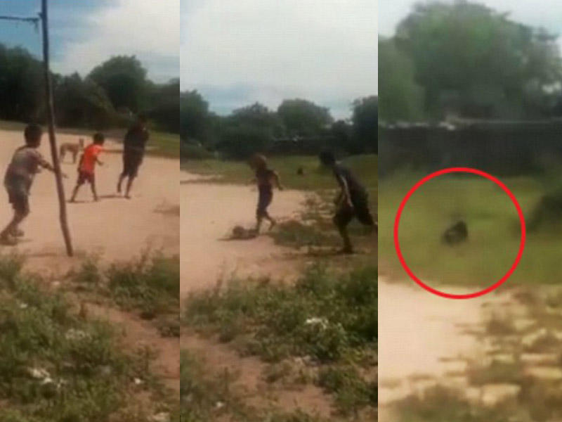 Şok kadrlar: uşaqlar sirli məxluqdan qorxdular - VİDEO