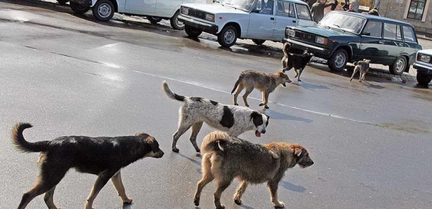 Bakıda sahibsiz itləri axtalayacaqlar...