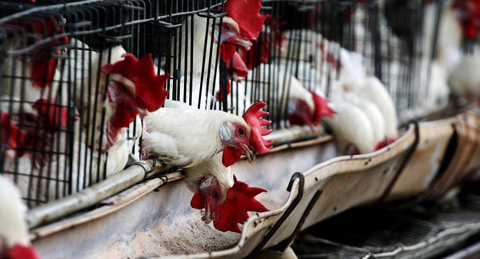 Moskvada `quş qripi` aşkarlanıb