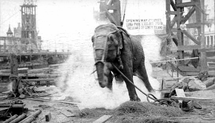 Məhkəmənin tokla öldürdüyü fil – TARİXİ VİDEO