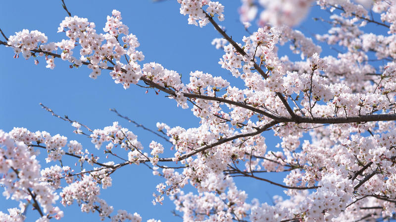 Bakıda 15, rayonlarda 17 dərəcə isti olacaq