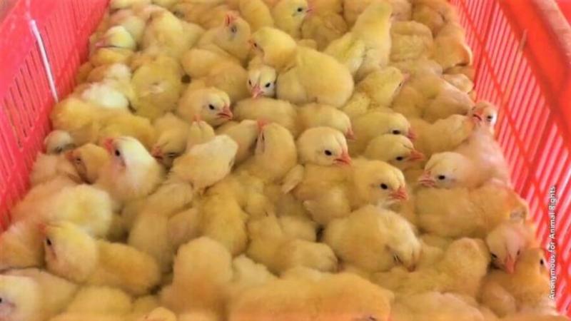 Bu adamlar cücələrlə... - İnsanlıqdan kənar mənzərə FOTO və VİDEODA