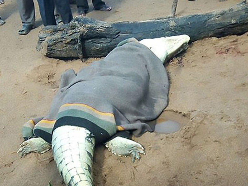 İtmiş uşaq timsahın qarnından çıxarıldı - VİDEO