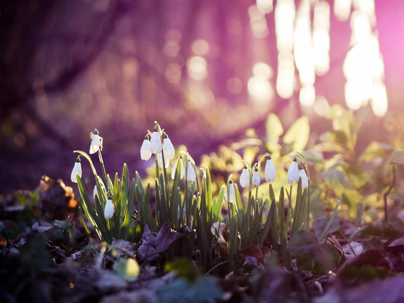 İstirahət gününün havası