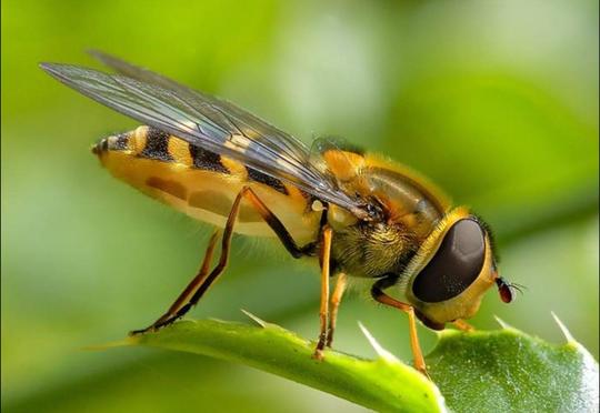 Arı oğurladı, tutuldu