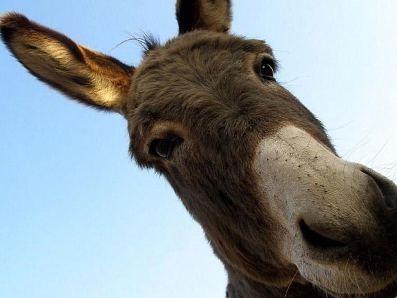 Yoxa çıxan eşşəklər dönərxanalardadır? - Rəsmi AÇIQLAMA