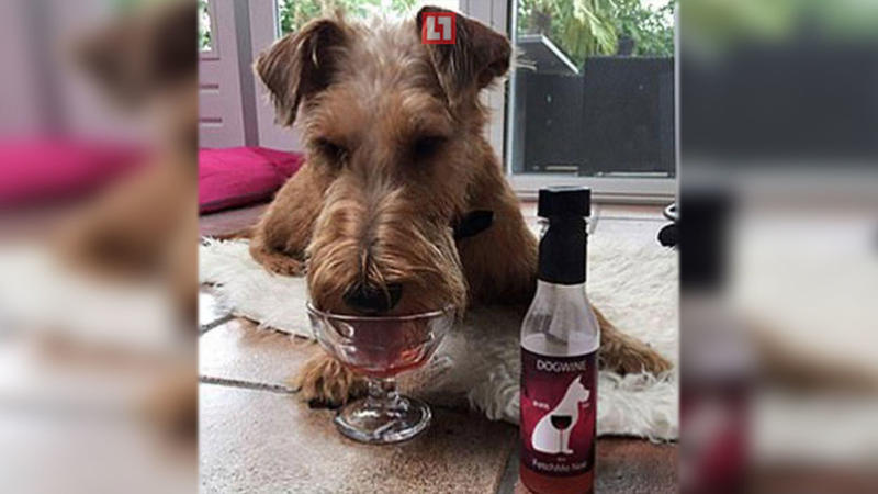 İtlər və pişiklər üçün şərab istehsal olundu