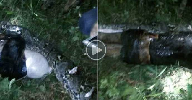 Pitonun qarnını yardılar, içindən 25 yaşlı dostları çıxdı - VİDEO (16+)