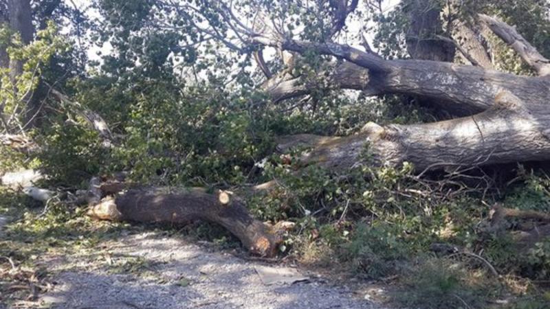 Bakıda külək 3 ağacı aşırdı, 15-ə yaxın ağac...