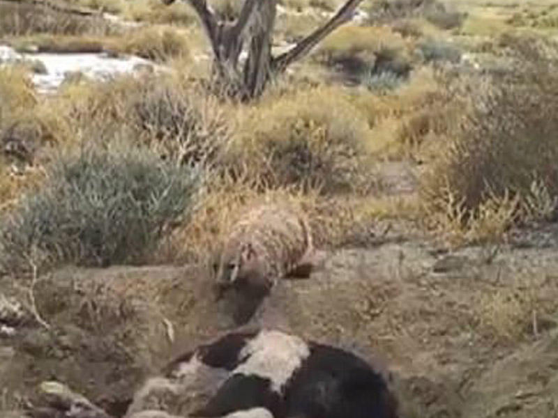 DÜNYADA İLK - Porsuq iri inək cəmdəyini basdırarkən görüntüləndi -  VİDEO