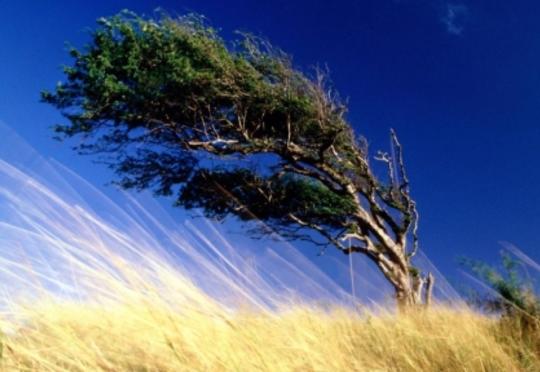 Ötən gün əsən güclü küləyin sürəti açıqlandı- Rəsmi