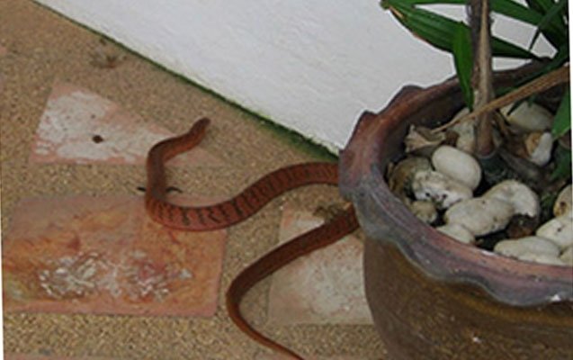 Göyçayda DƏHŞƏT! Evə ilanlar hücum etdi, dördü...