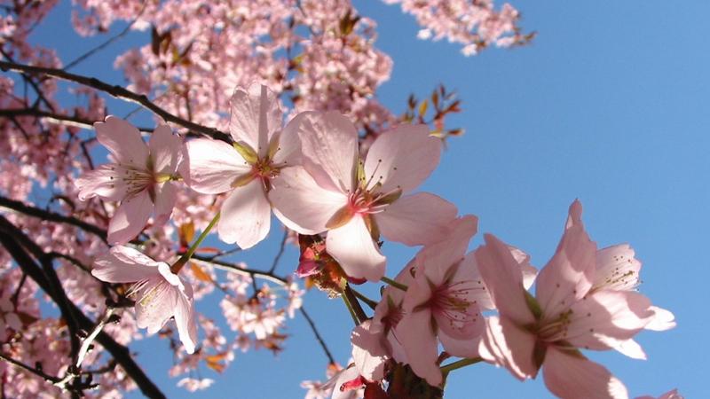 Sabah 18 dərəcə isti olacaq - PROQNOZ