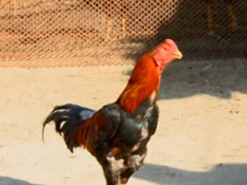 Sumqayıtda avtomobil qiymətinə xoruz - 