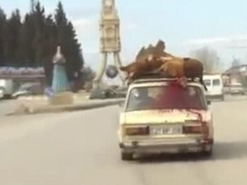 Azərbaycanda görünməmiş vəhşilik - Maşının üzərində qanı fışqırdı - VİDEO