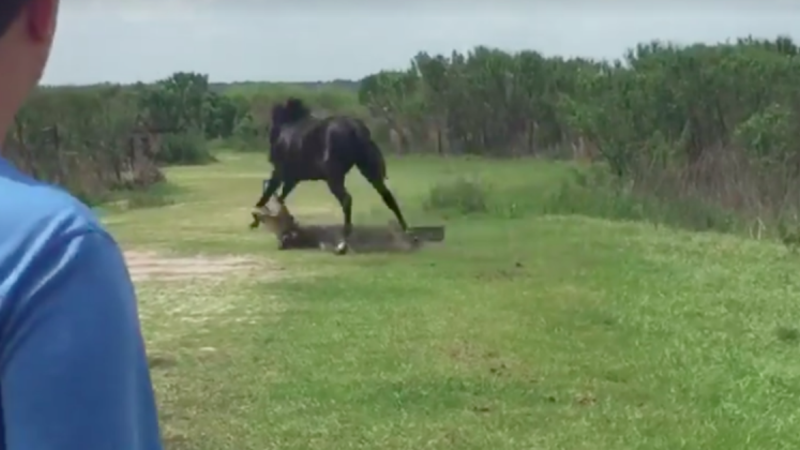 Atla timsahın nəfəs kəsən SAVAŞI - VİDEO