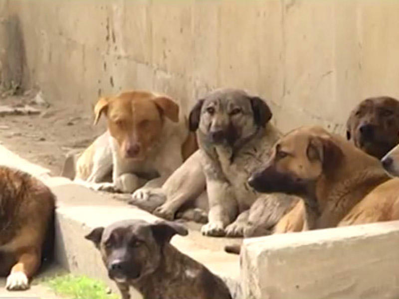 Paytaxt sakinləri qorxu içində - Qurumlar isə biganədir - VİDEO 