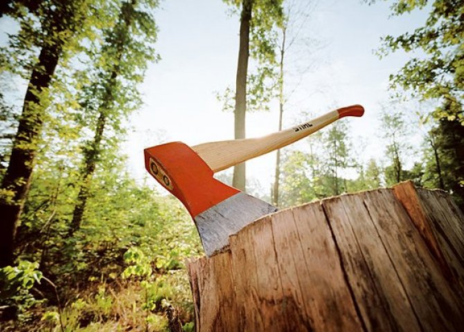 İcra başçısı göstəriş verdi, ağacları kəsib yerində bina tikəcəklər: Yasamalda 