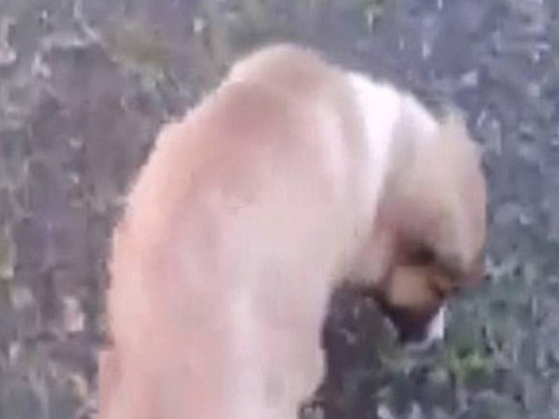 İti döyən polis əməkdaşı işdən çıxarıldı - 500 manat cərimə - VİDEO