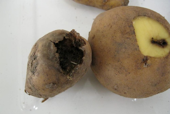 4 tondan çox kartofda güvə aşkarlandı