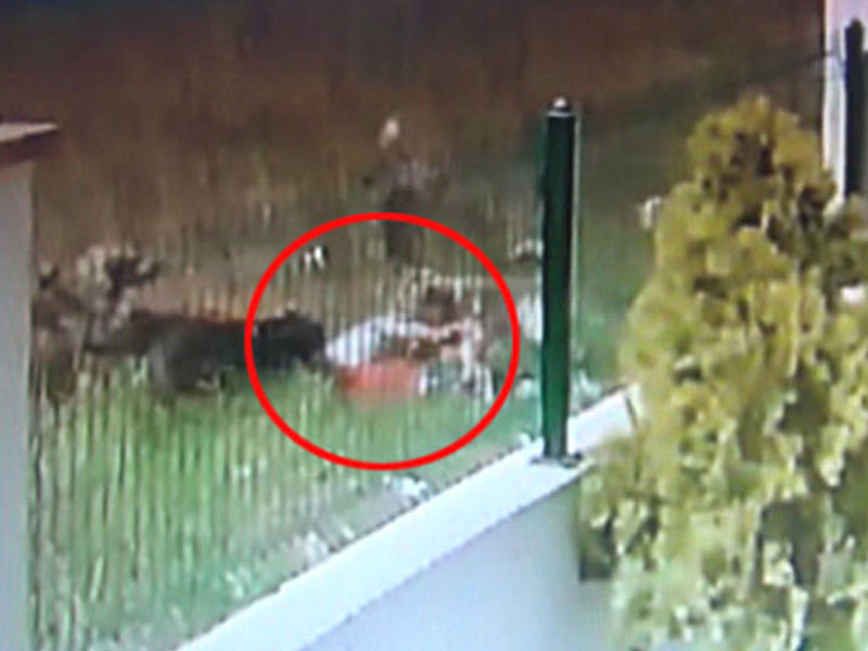 DƏHŞƏT! 6 sahibsiz it 5 yaşlı uşağa hücum etdi - (18+) ŞOK VİDEO