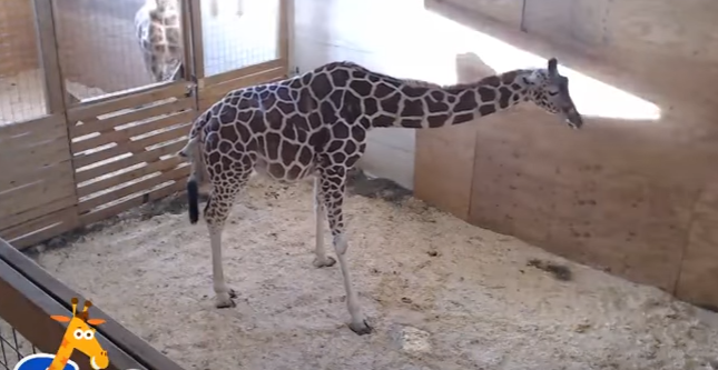 Bu görüntülər REKORD QIRDI: Zürafə öz balasını göz yaşları içində... - VİDEO