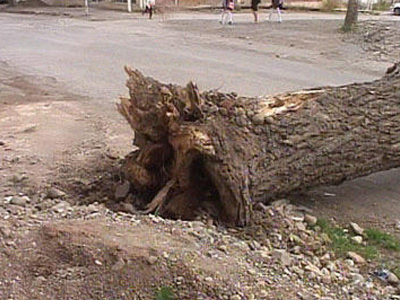 Masallıda bayraq dirəyi, elektrik dirəkləri aşdı, ağacla kökündən çıxdı - Küləyin fəsadları