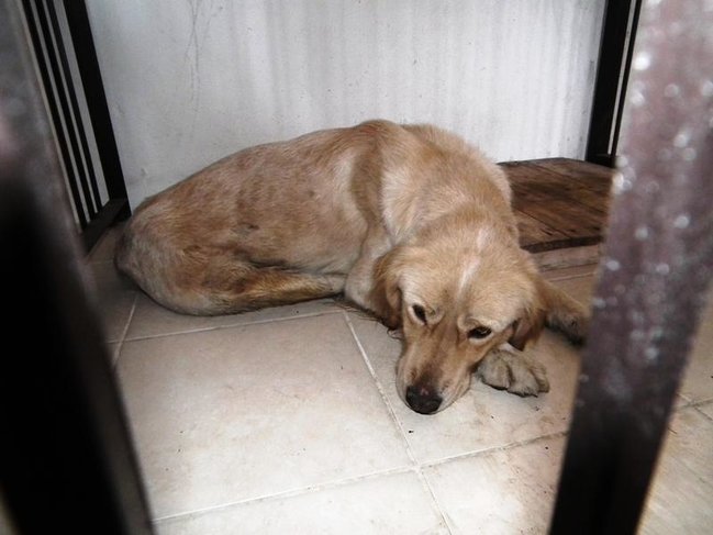 Maştağada BİABIRÇILIQ: Gənc oğlan iti zorladı, nəticədə... - FOTO