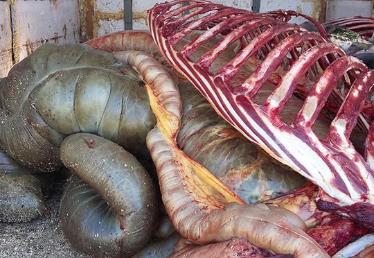 At əti aşkarlandı - Möhtəviyyatla dolu daxili orqanları...