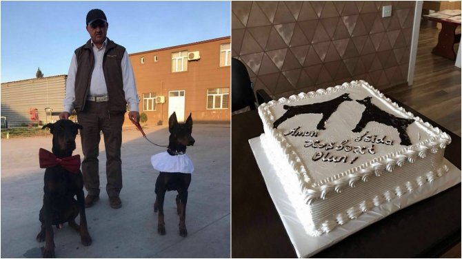 İtinə toy edən azərbaycanlı biznesmenin `acından ölən` bacısı - VİDEO