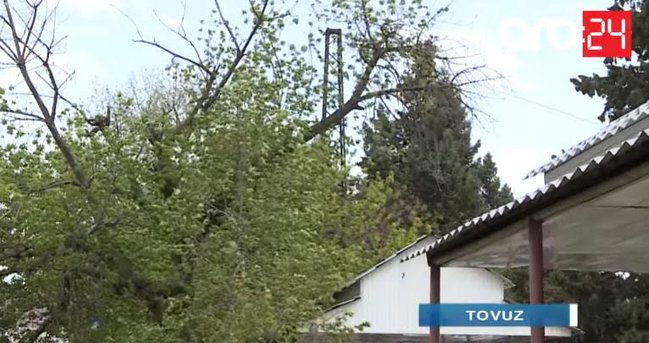 Azərbaycanda güclü külək DƏHŞƏTİ: Ağac kökündən qopdu, gənc oğlan... - VİDEO