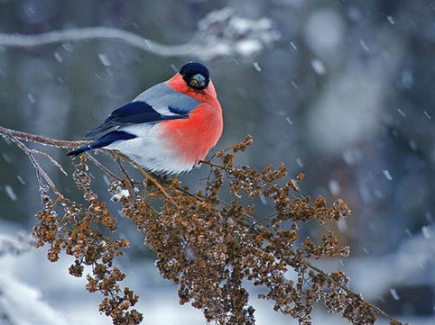 Apreldə qar gözənilməzdir? - RƏSMİ CAVAB