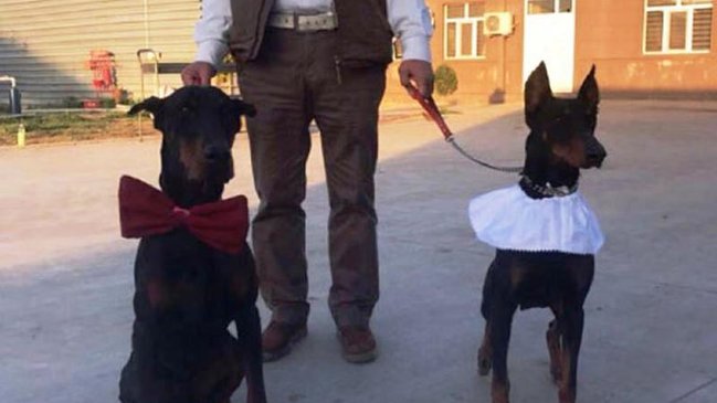 İtlərin toyundakı musiqiçi Aşıqlar Birliyindən qovuldu - VİDEO