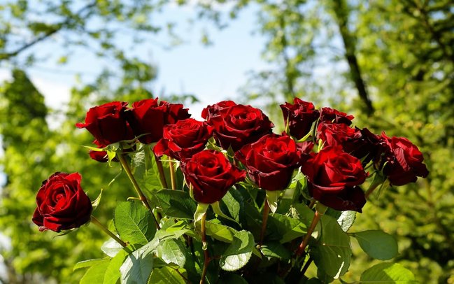 İqtisadi böhran GÜL bayramını GÜLSÜZ qoydu - YENİLİK