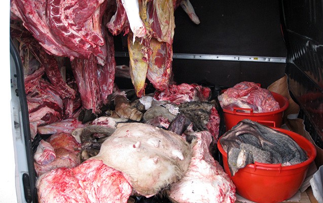 Baytar həkimlər xəstə ətlərə də möhür vurur? - Rəsmi açıqlama