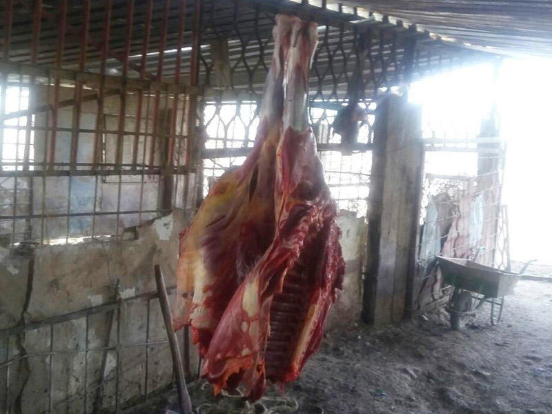 Bizə niyə at - eşşək əti yedirirlər?