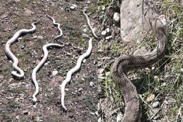 Oğuzda ilanlar evlərə hücum etdi – VİDEO