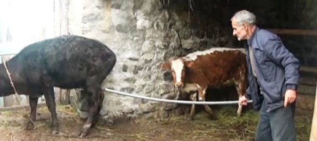 Qaxda qeyri-adi hadisə - 2 quyruqlu inək doğuldu - VİDEO