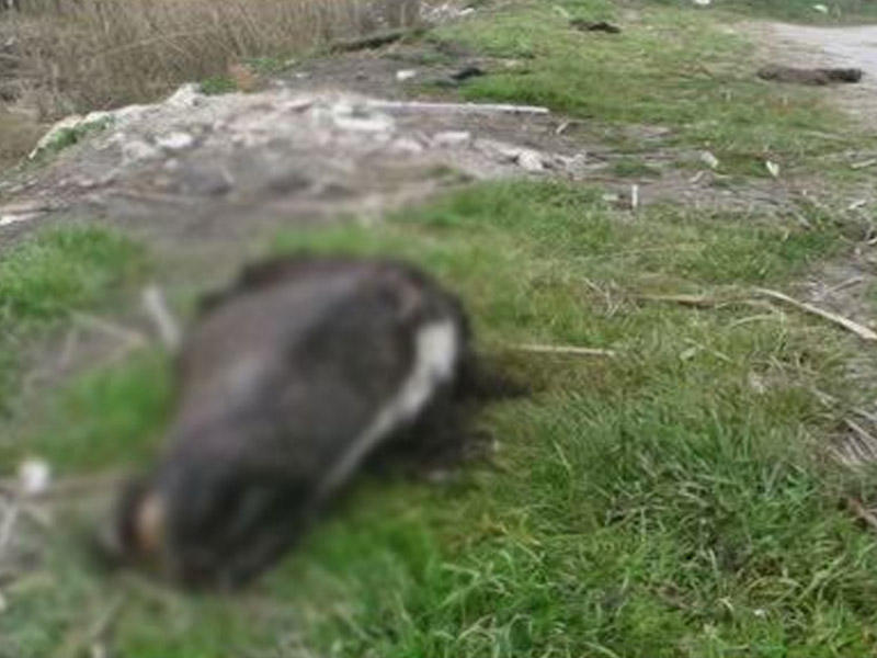 Xaçmazda VƏHŞİLİK: başı kəsilmiş şəkildə tapıldı