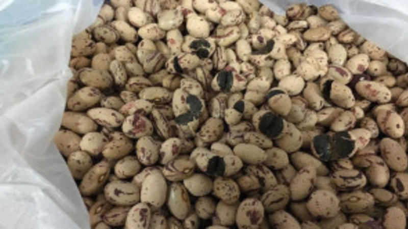 Lobyaların içindən tiryək çıxdı - ŞOK VİDEO